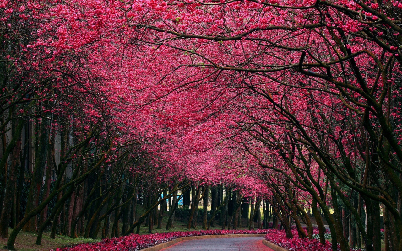 Аллея под розовыми цветами