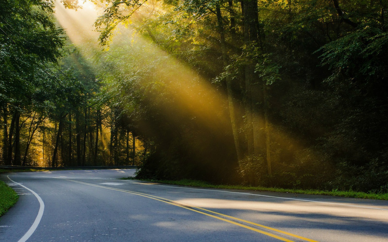 Луч света над дорогой в лесу