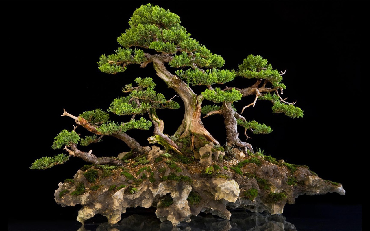 Красивый бонсай на черном фоне