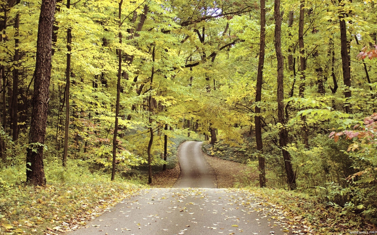 Велосипедная дорожка в осеннем парке