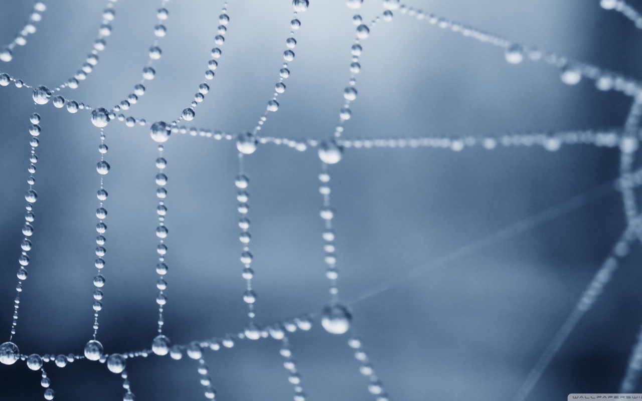 Роса покрыла паутину