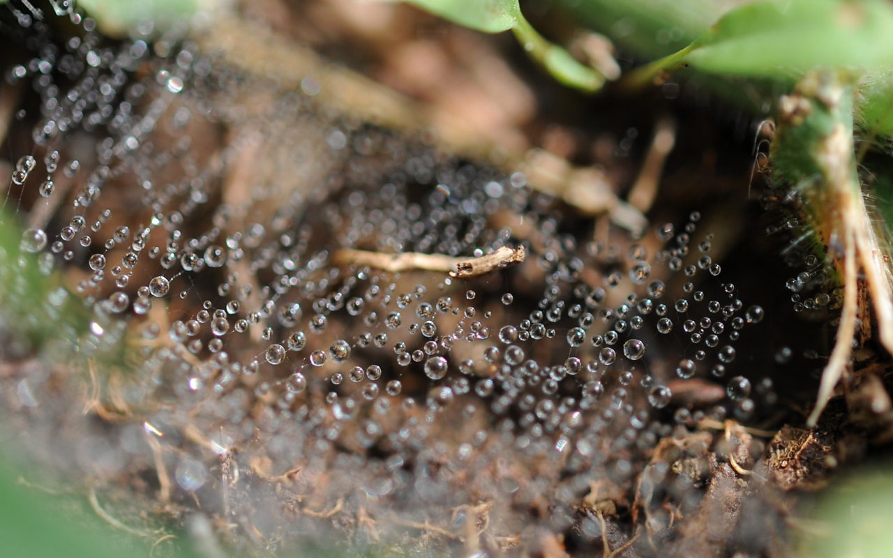 Капли росы на паутине