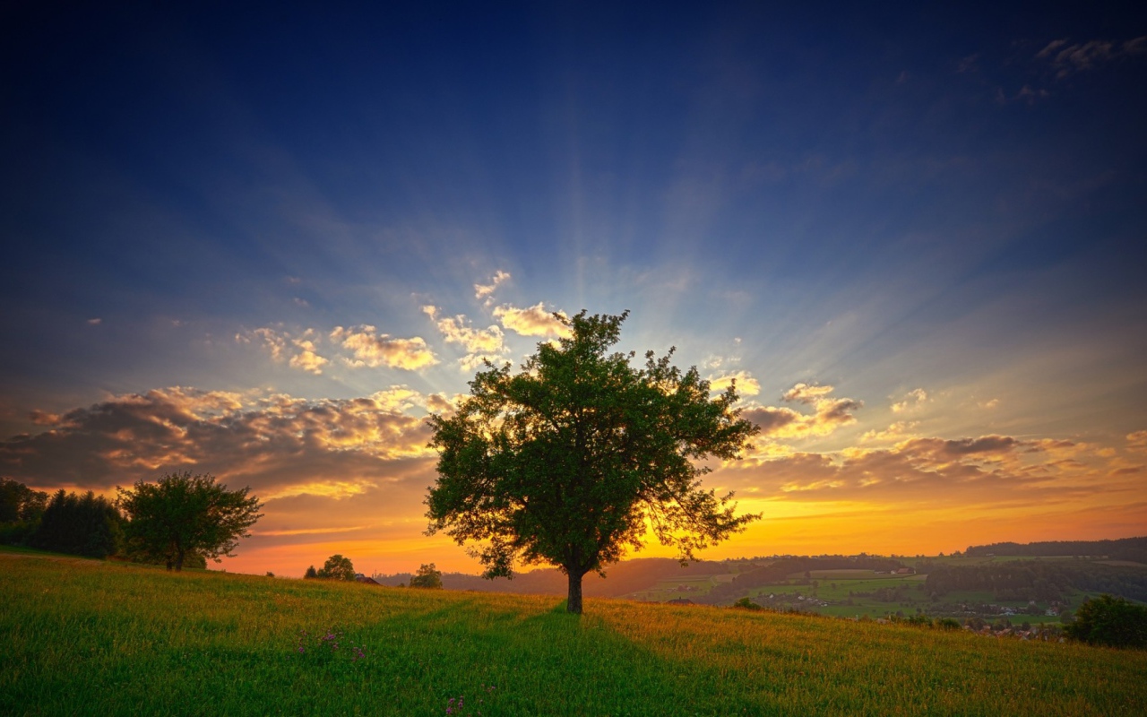 Зеленое дерево на фоне заката