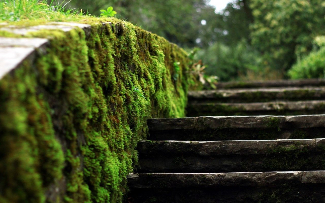 Мох на краю каменной лестницы