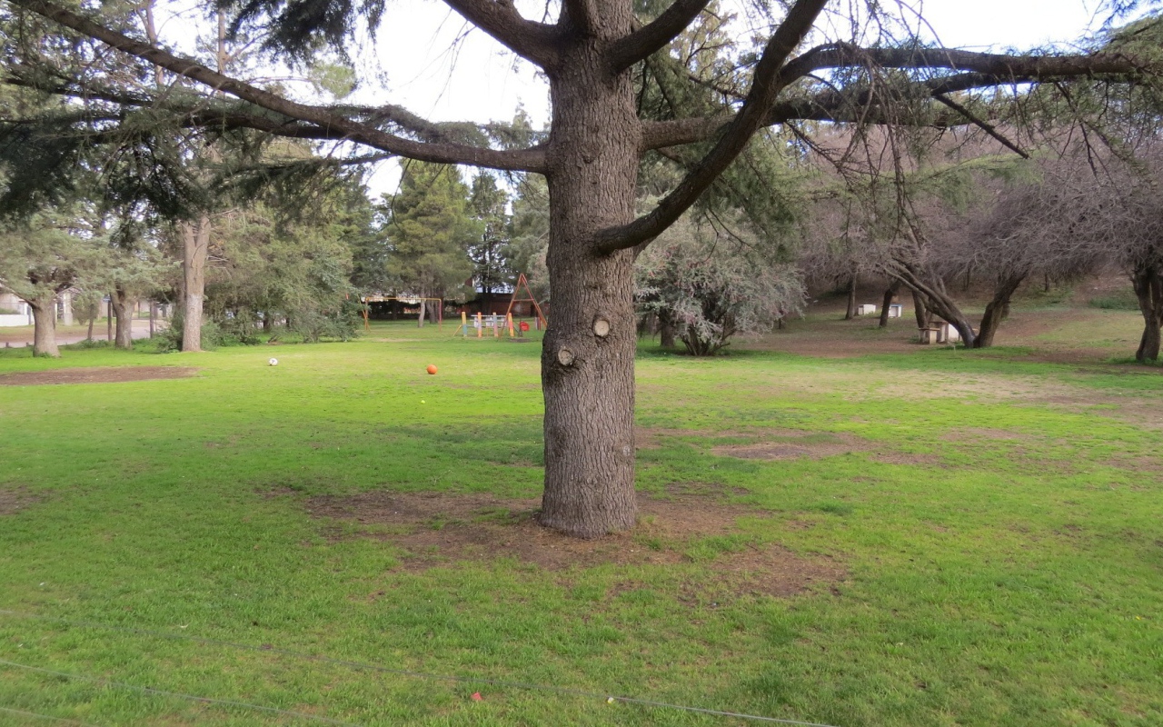 Старое дерево в саду