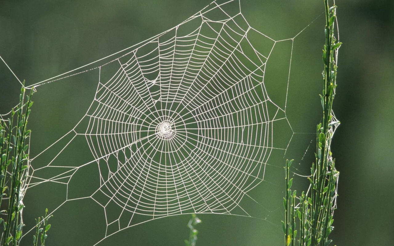 Паутина между двух зеленых стеблей