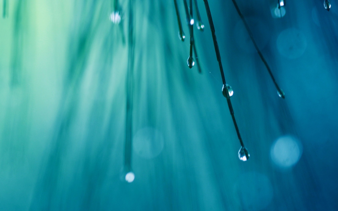 Капли воды на кончиках хвои