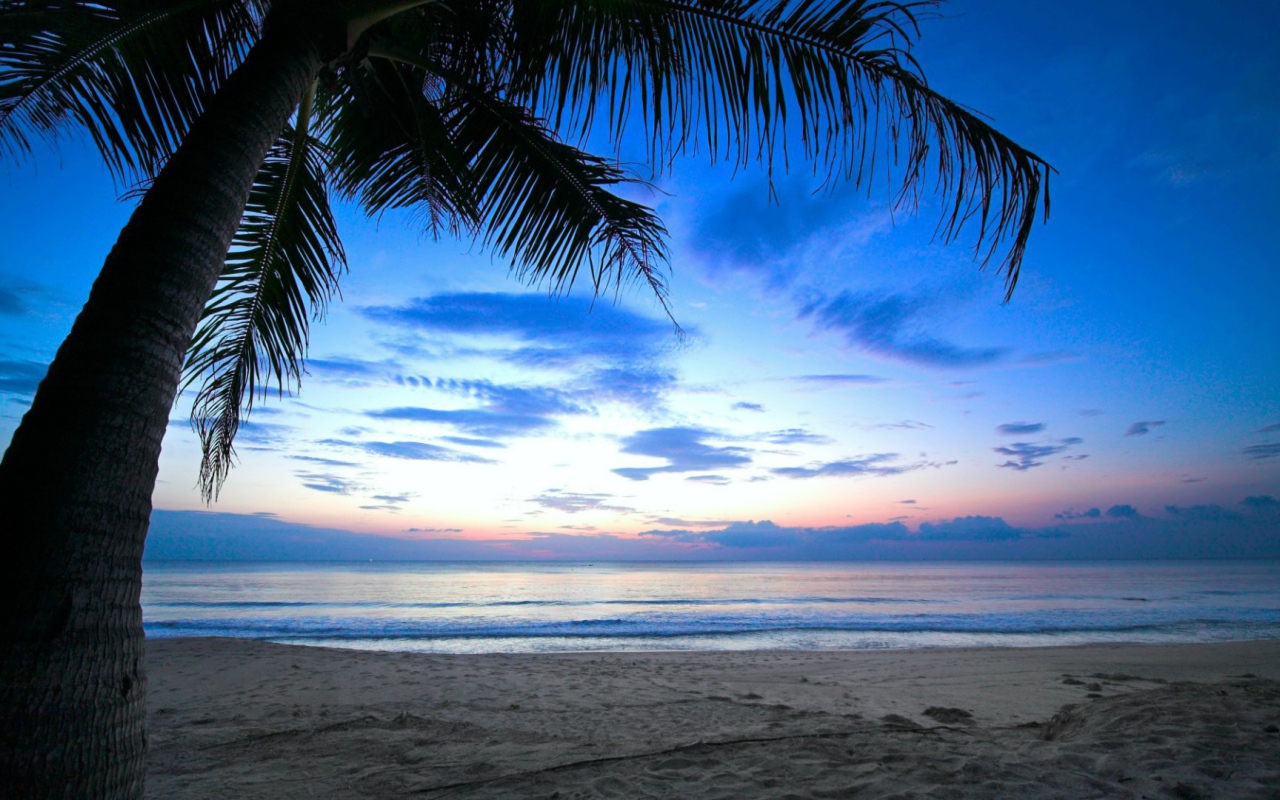 Пальма на пляже на Карибах