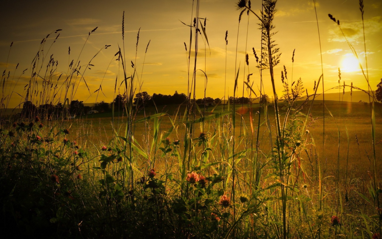 Полевая трава на фоне заката