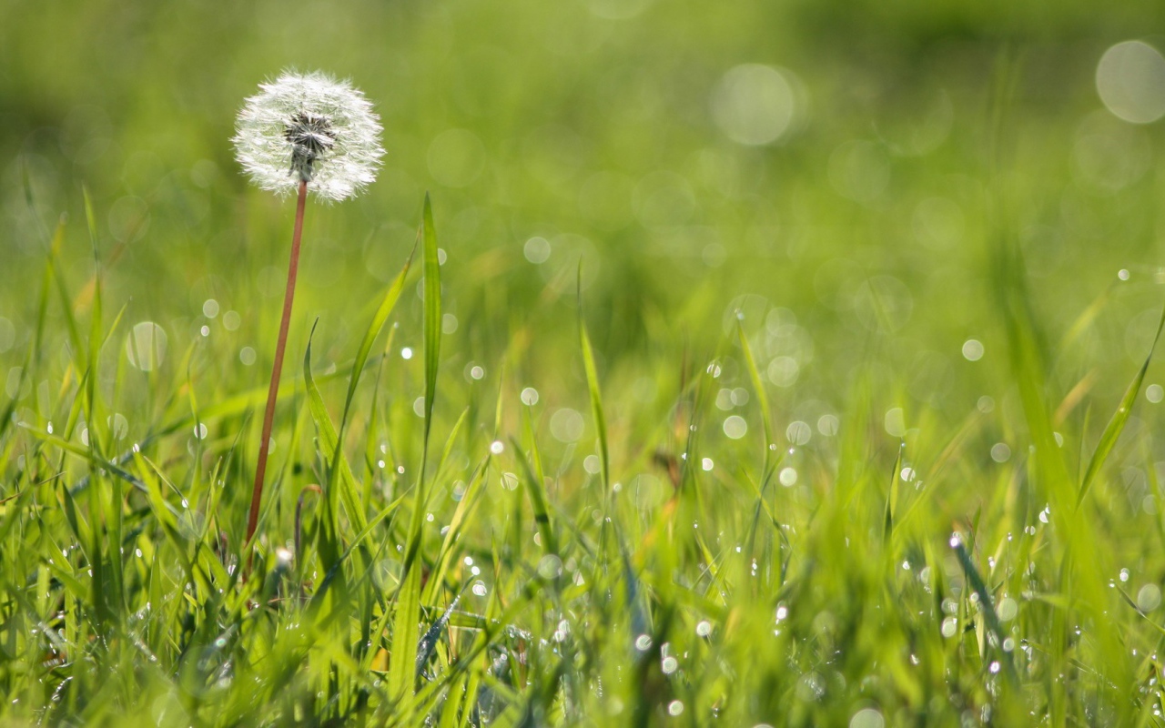 Созревший одуванчик среди зеленой травы