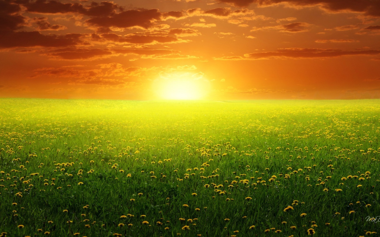 Восход солнца над полем одуванчиков