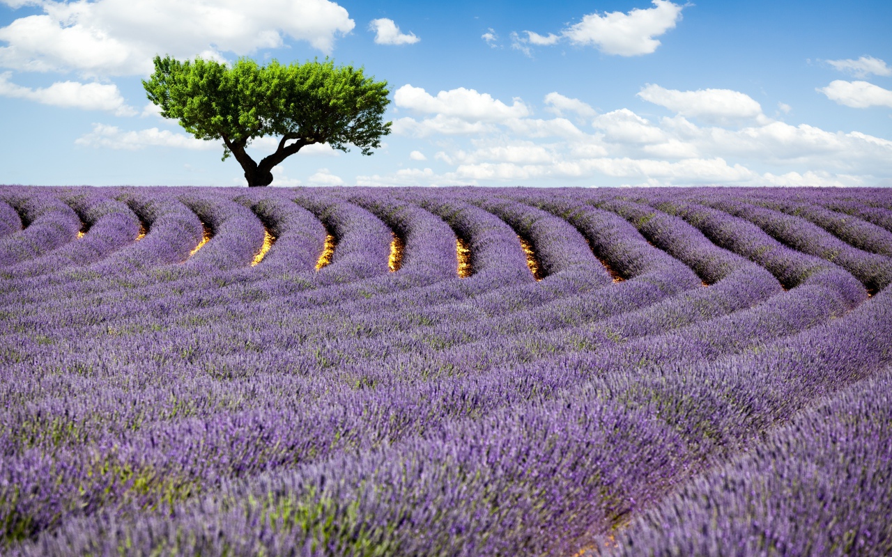 Дерево на поле лаванды