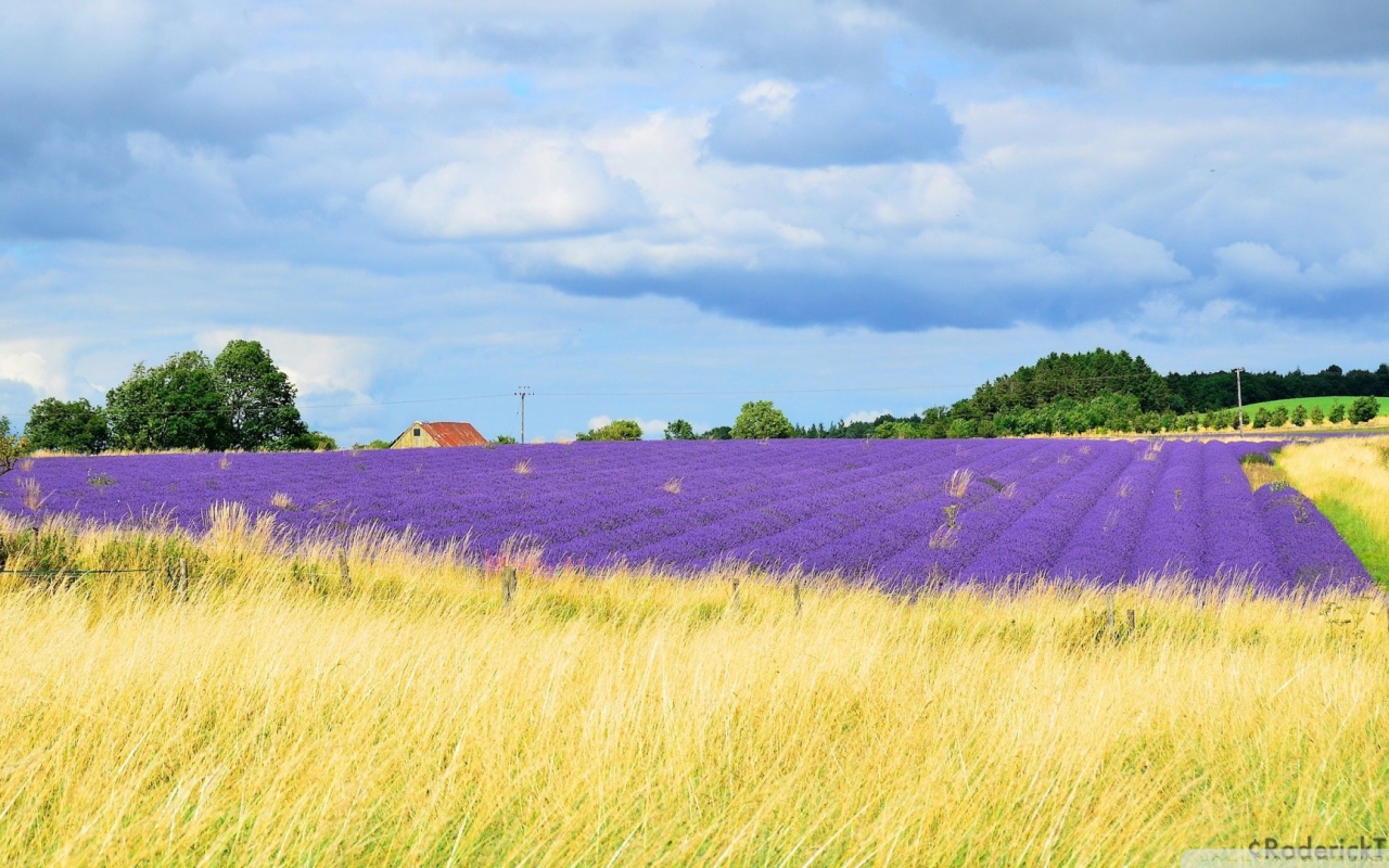 Желтое поле переходит в цветы лаванды