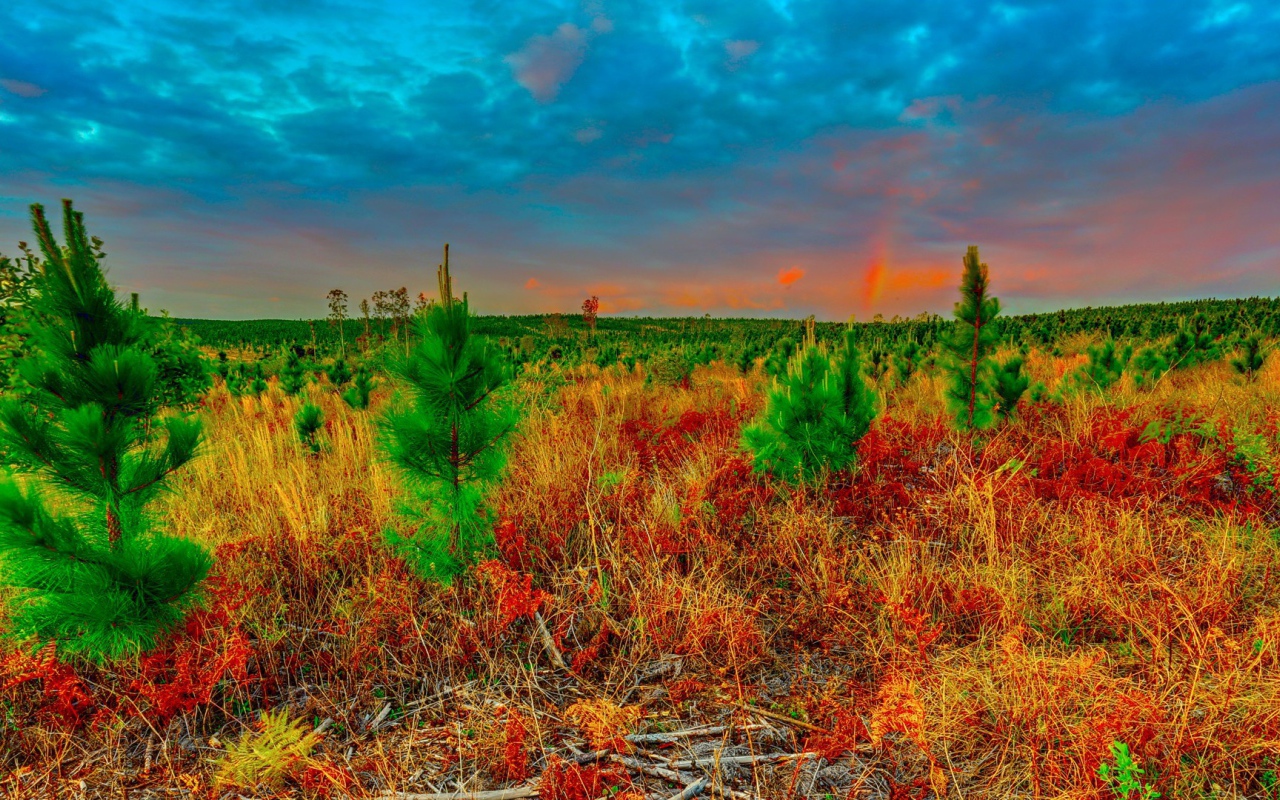 Молодые ели в поле