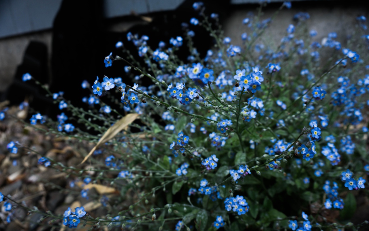 Голубые цветы растения незабудка