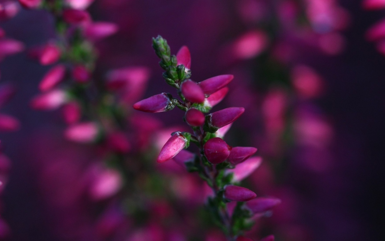 Кисточка розовых бутонов готова раскрыться