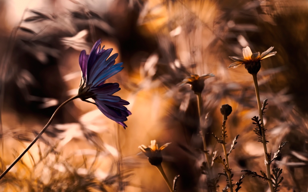 Василек в поле