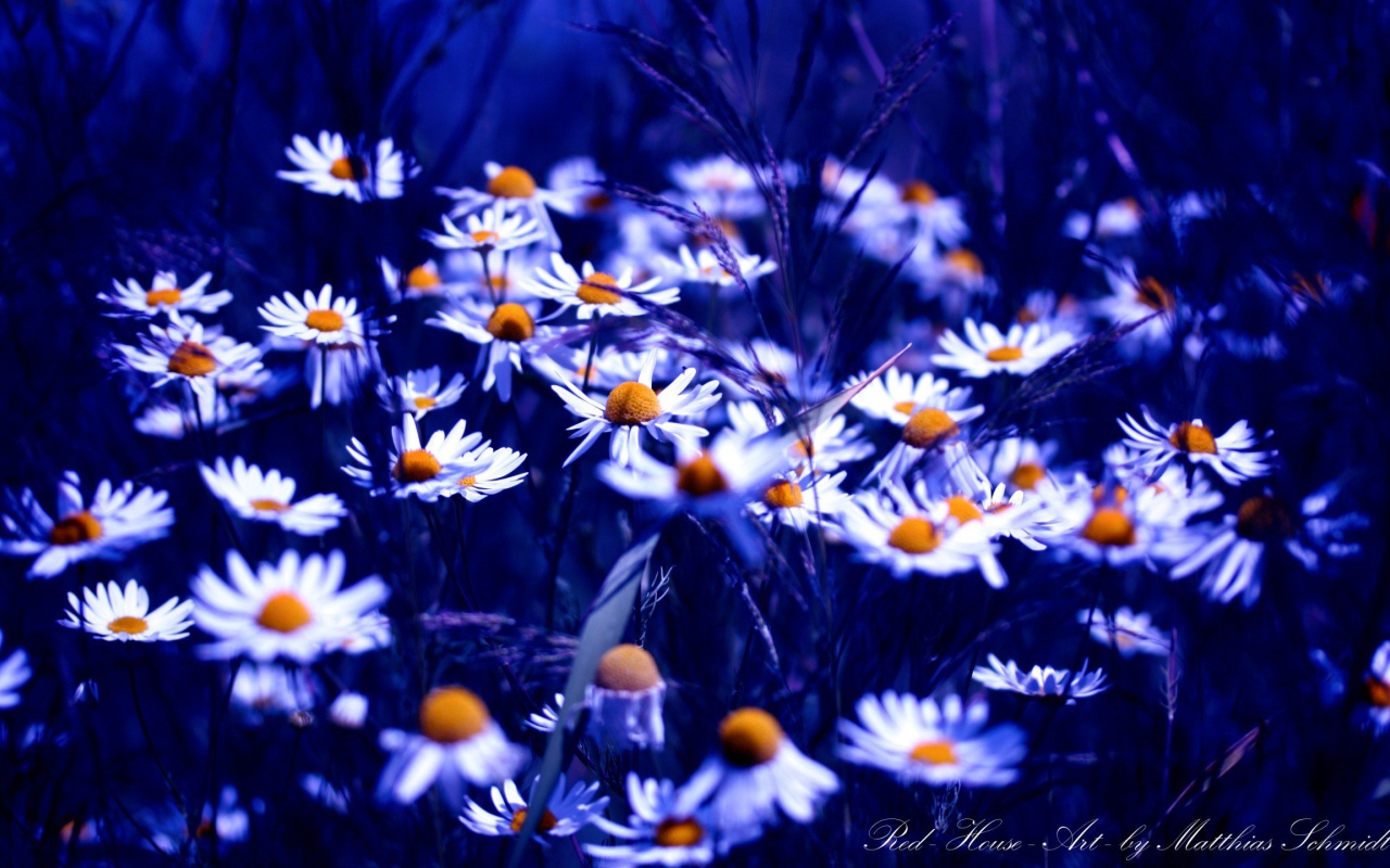 Ромашки в синем свете