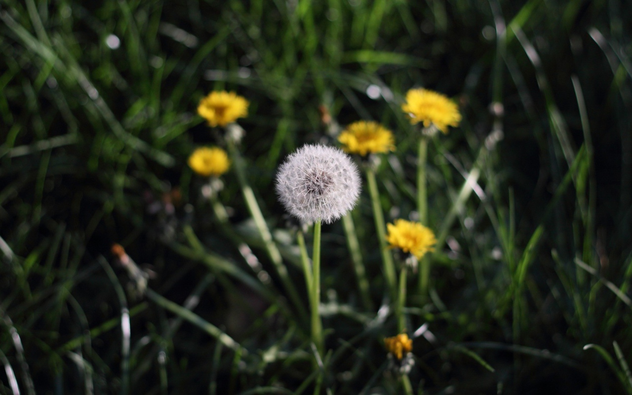Одуванчики в поле