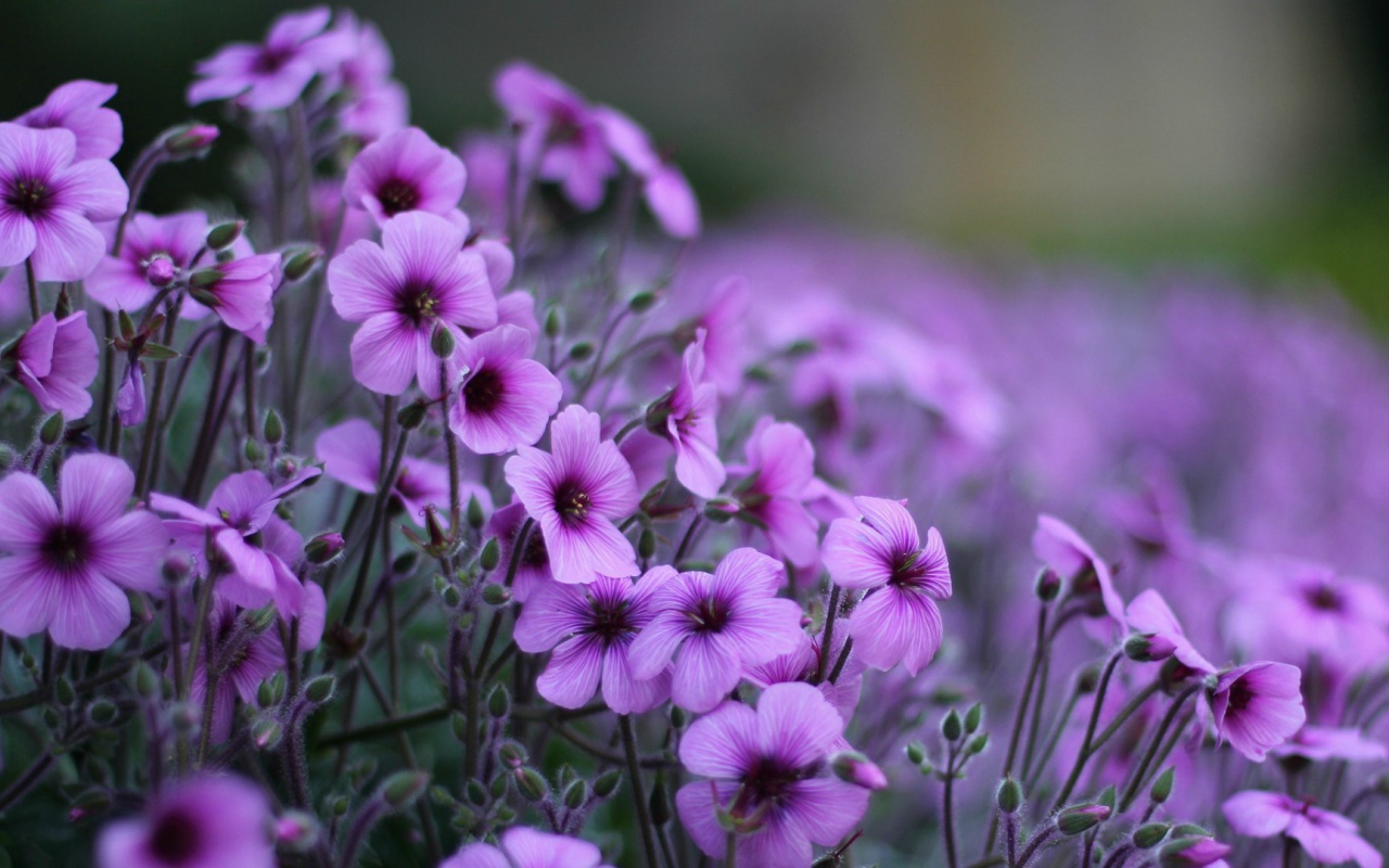 Нежные цветы герани