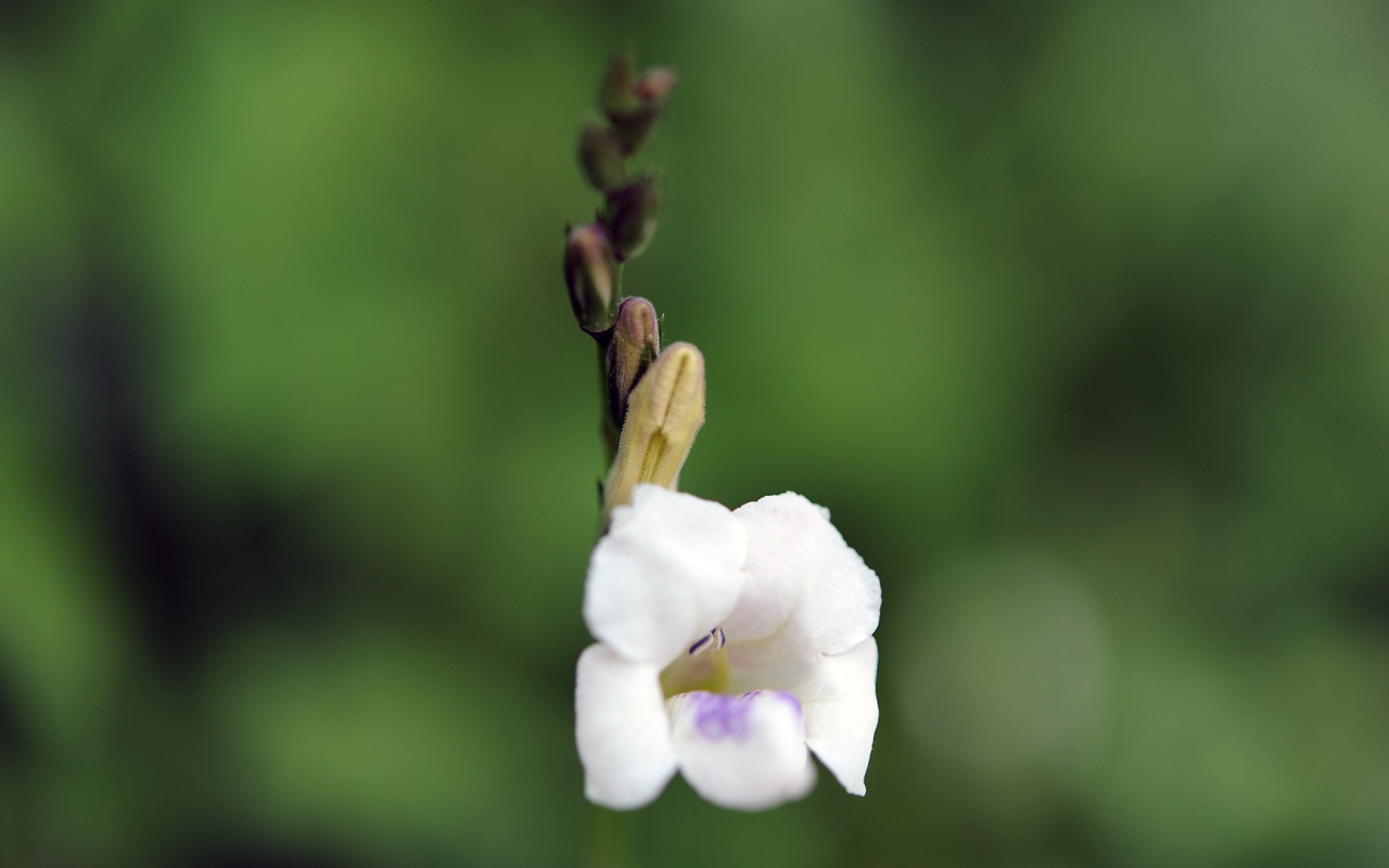 Цветок только что распустился