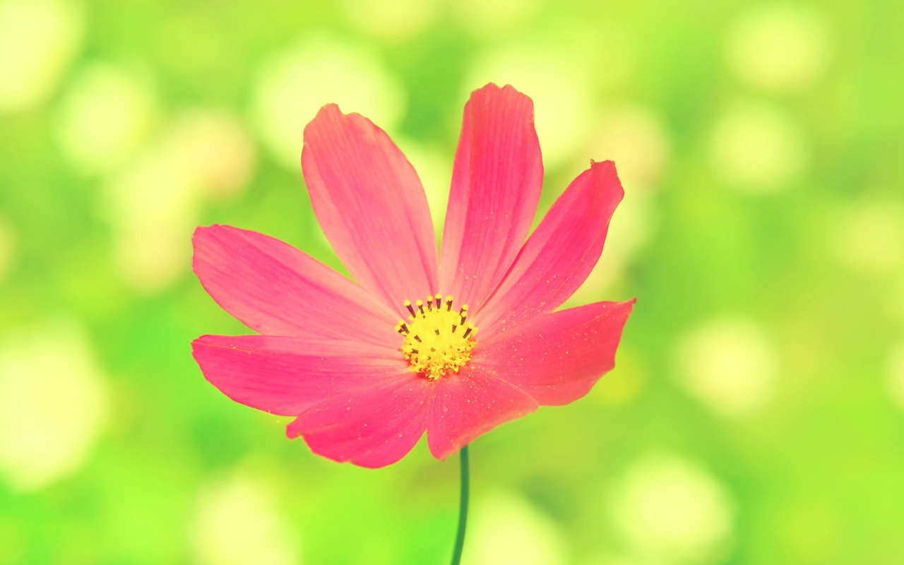 Розовая ромашка на зеленом фоне