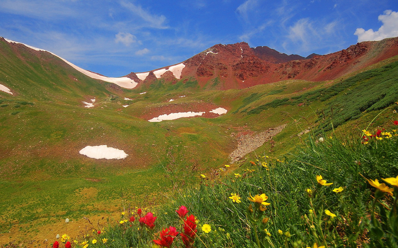 Весенние цветы в горах