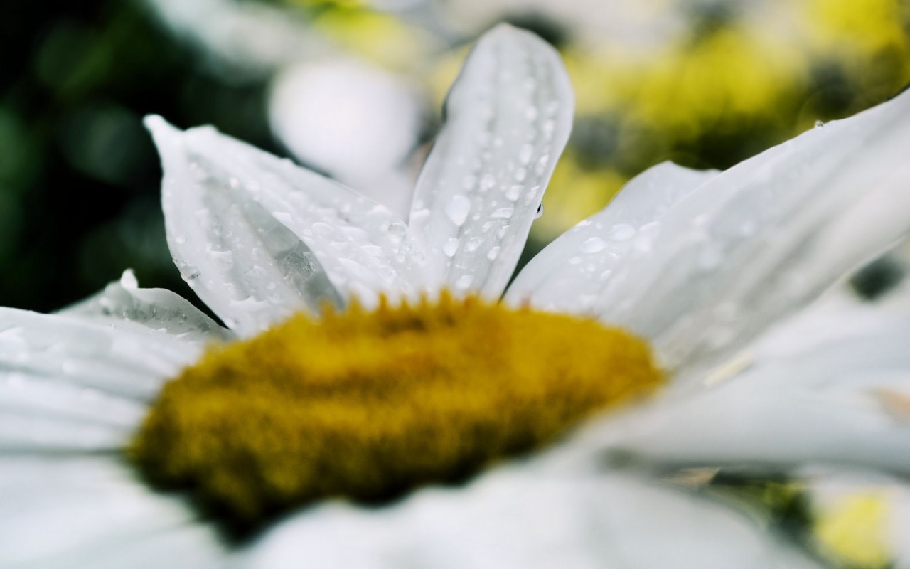 Белая ромашка после дождя