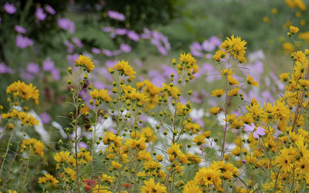 Желтые полевые ромашки летом