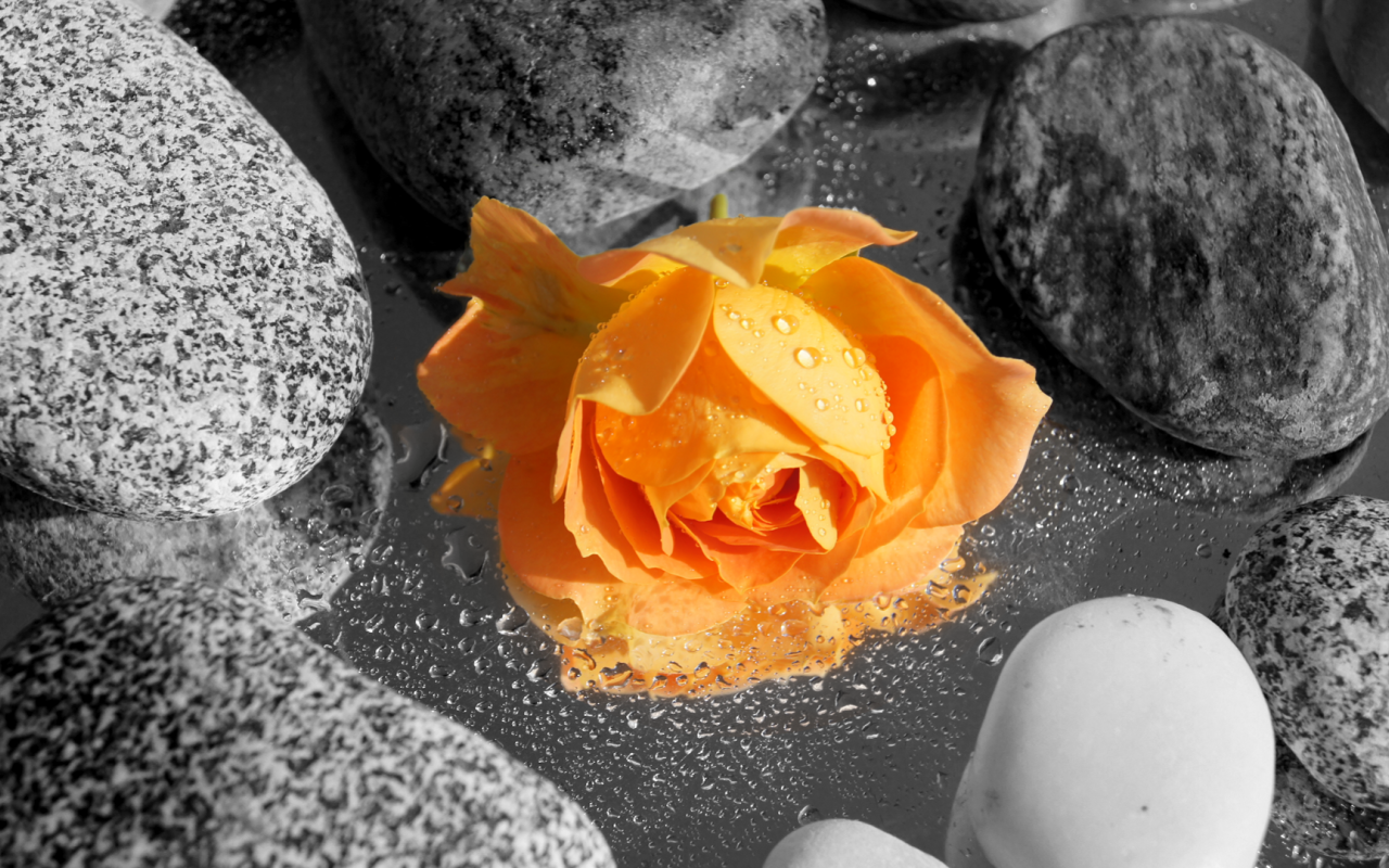 Бутон желтой розы в камнях