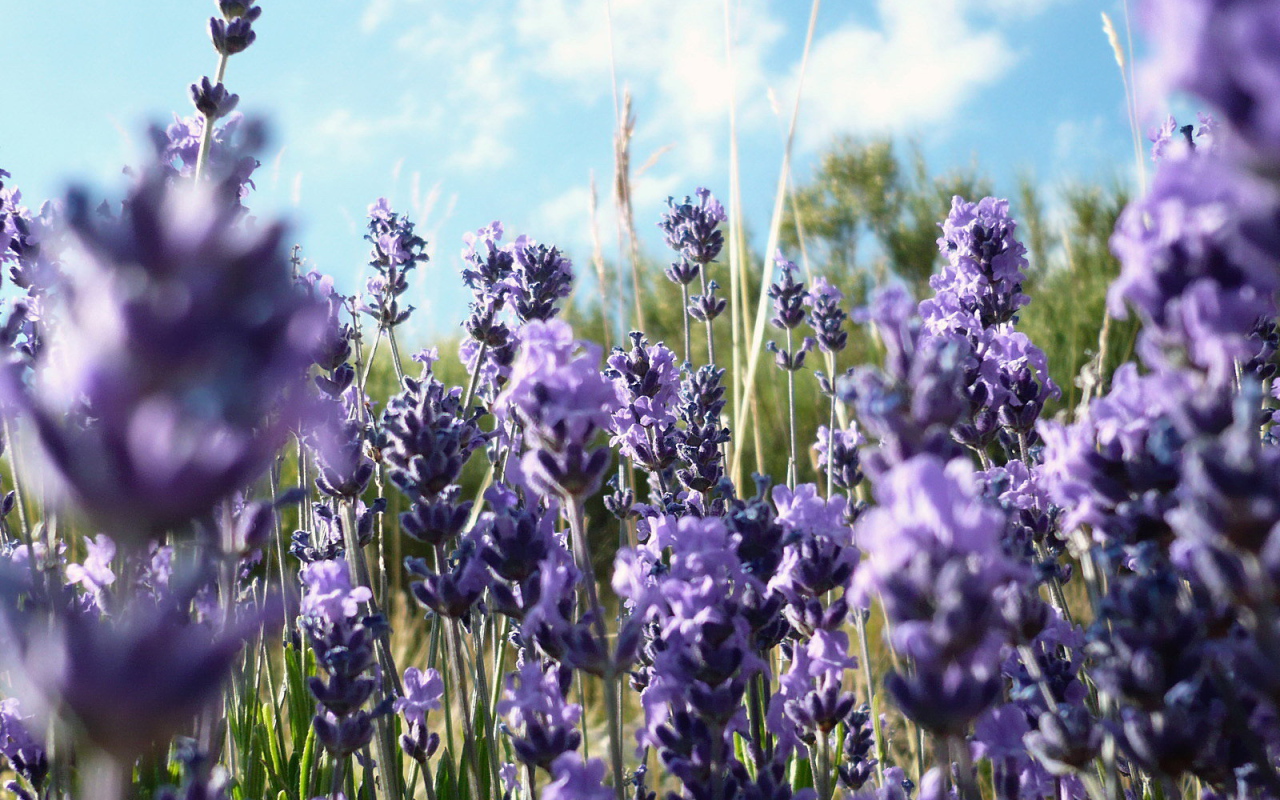 Фиолетовые полевые цветы в траве