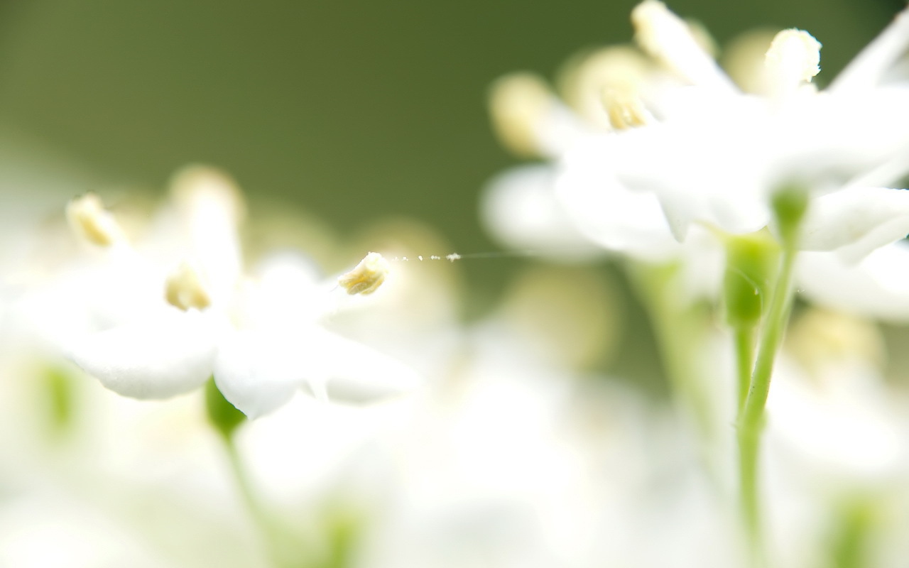 Белые цветы и паутина