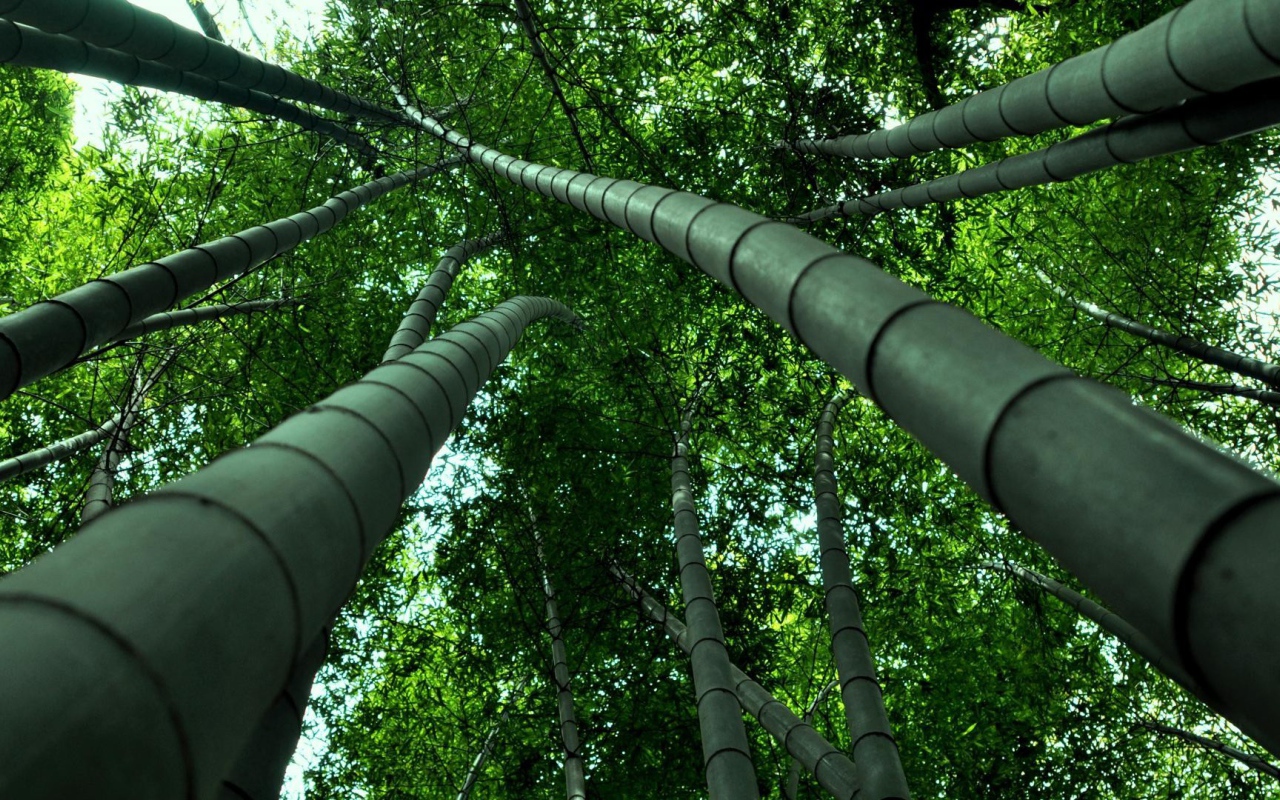 Бамбуковые деревья уходят ввысь