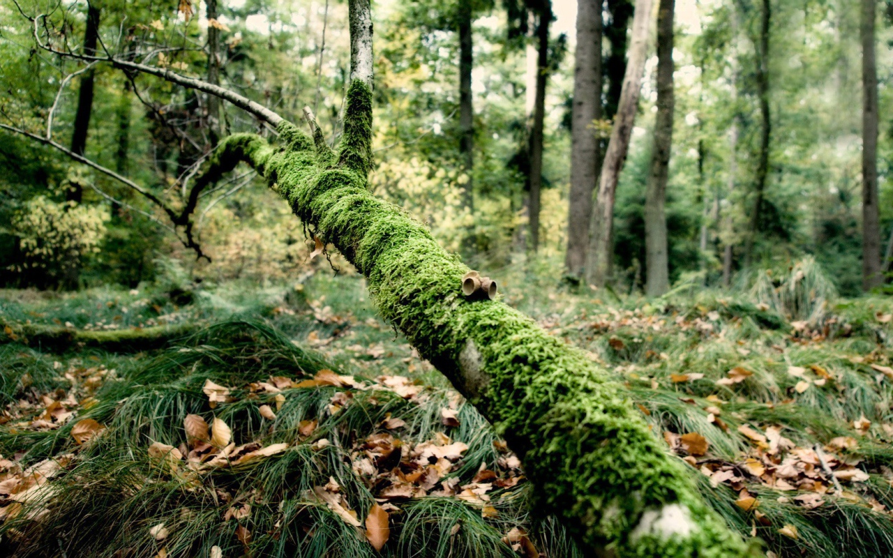 Упавшая ветка поросла мхом