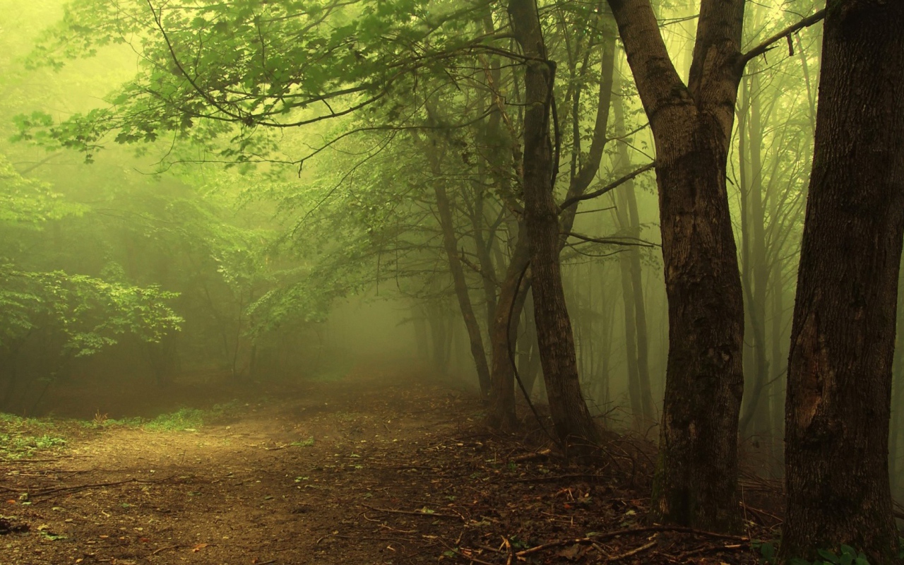 Туман в утреннем лесу