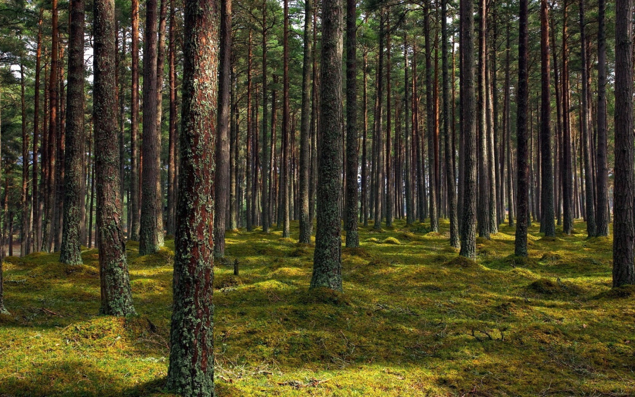 Покрытые лишайником стволы деревьев