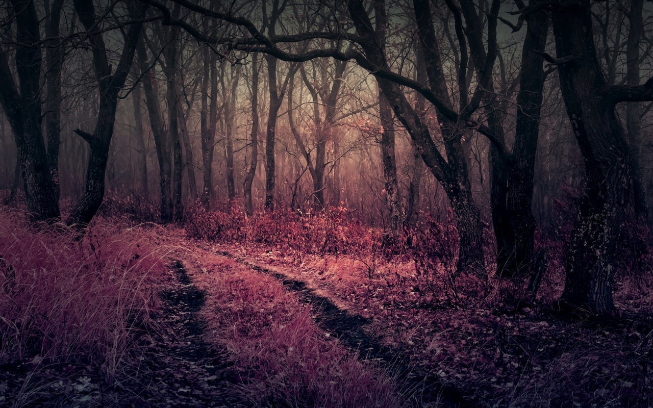 Pink grass in a thicket gloomy forests