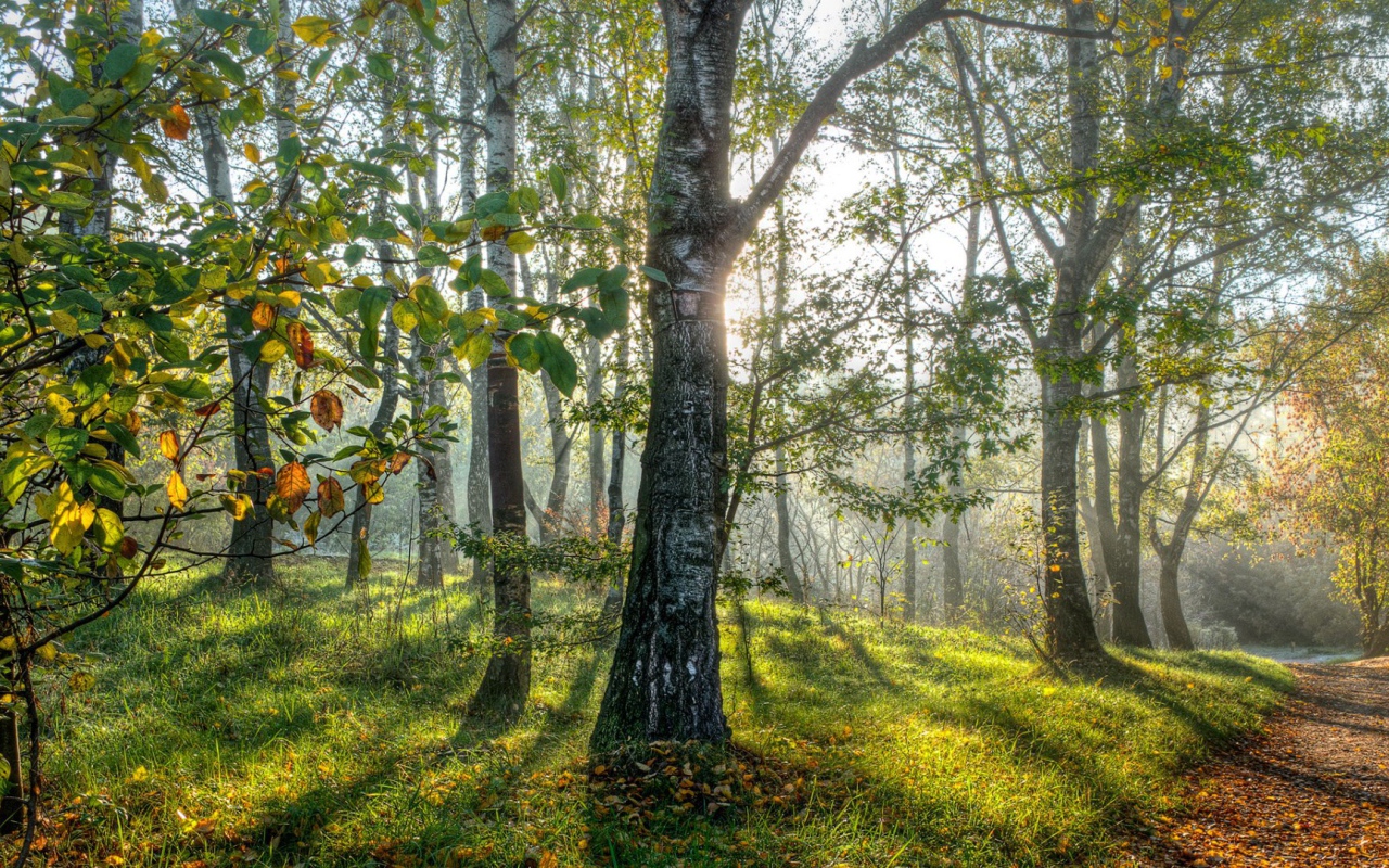 Весенние березы в лесу