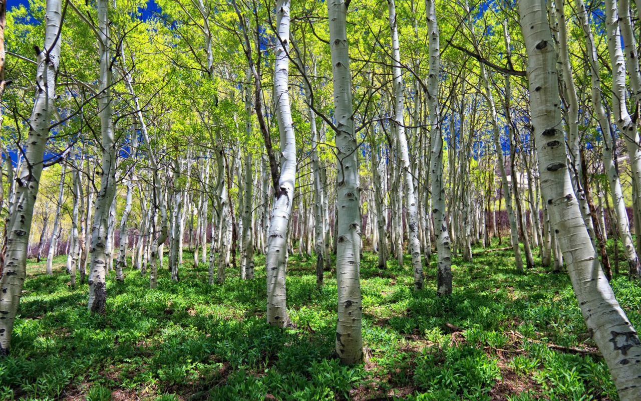 Весенняя березовая роща