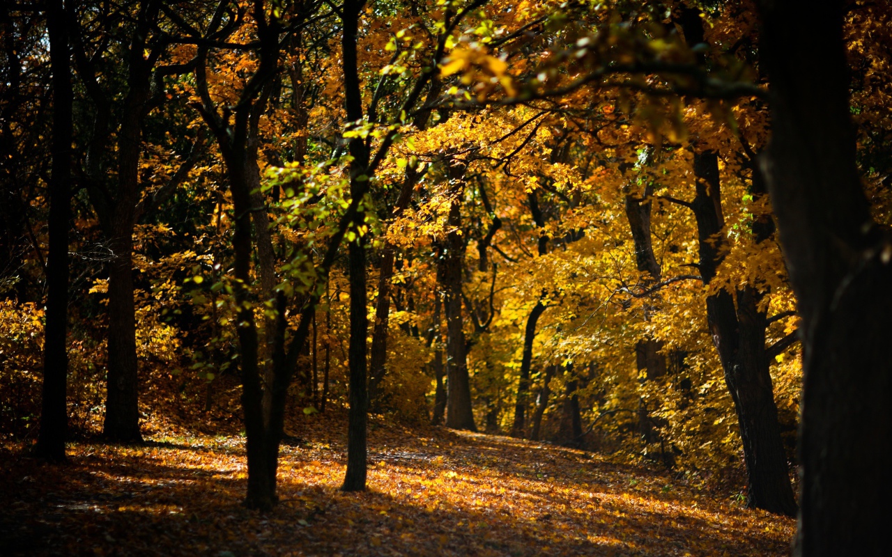 Усыпанная опавшими листьями дорожка в лесу