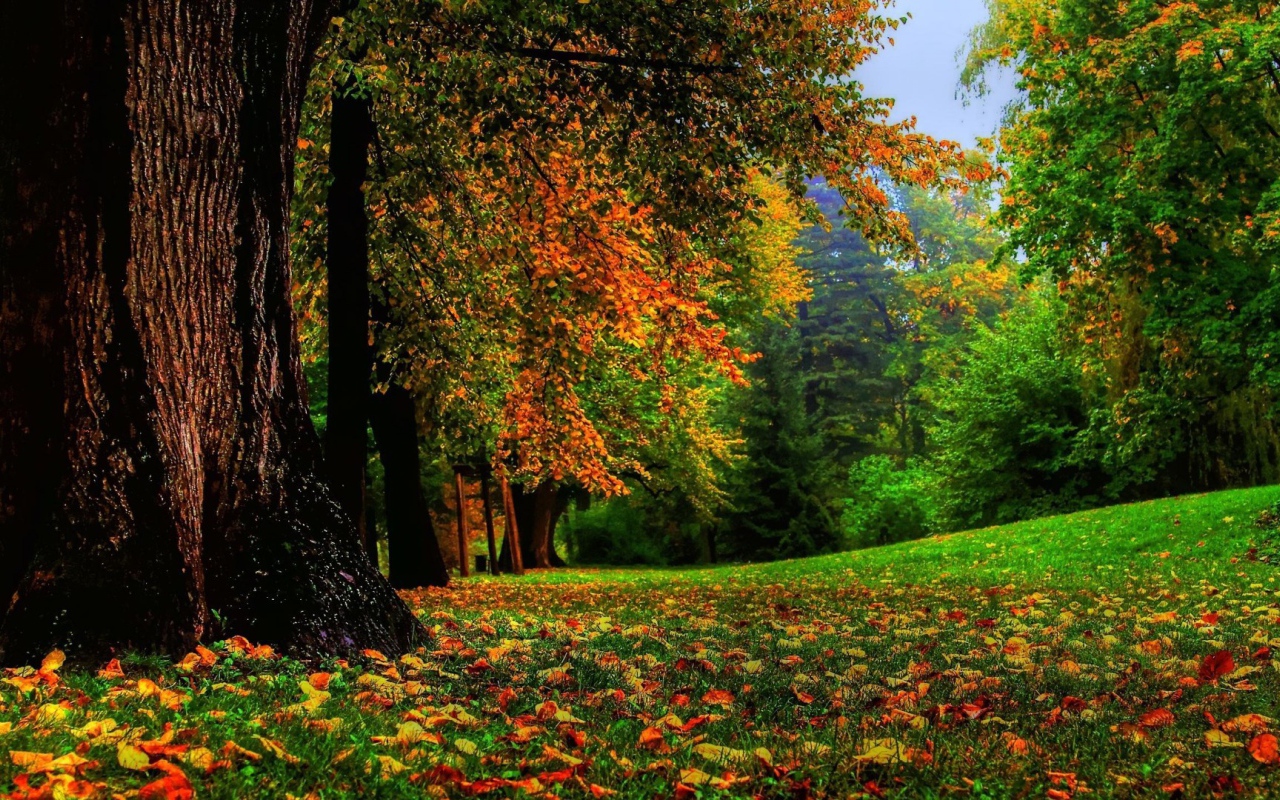 Могучий ствол дерева в лесу