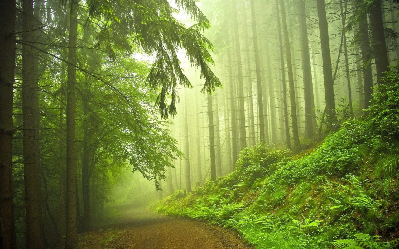 Дорога в туманном хвойном лесу