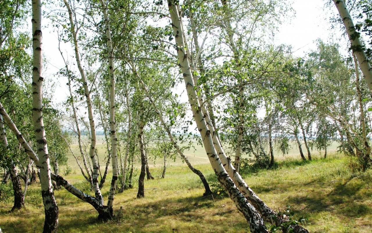 Тонкие березки весной