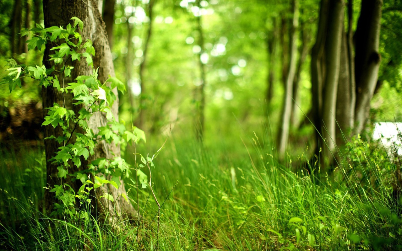 Молодая трава в лесу