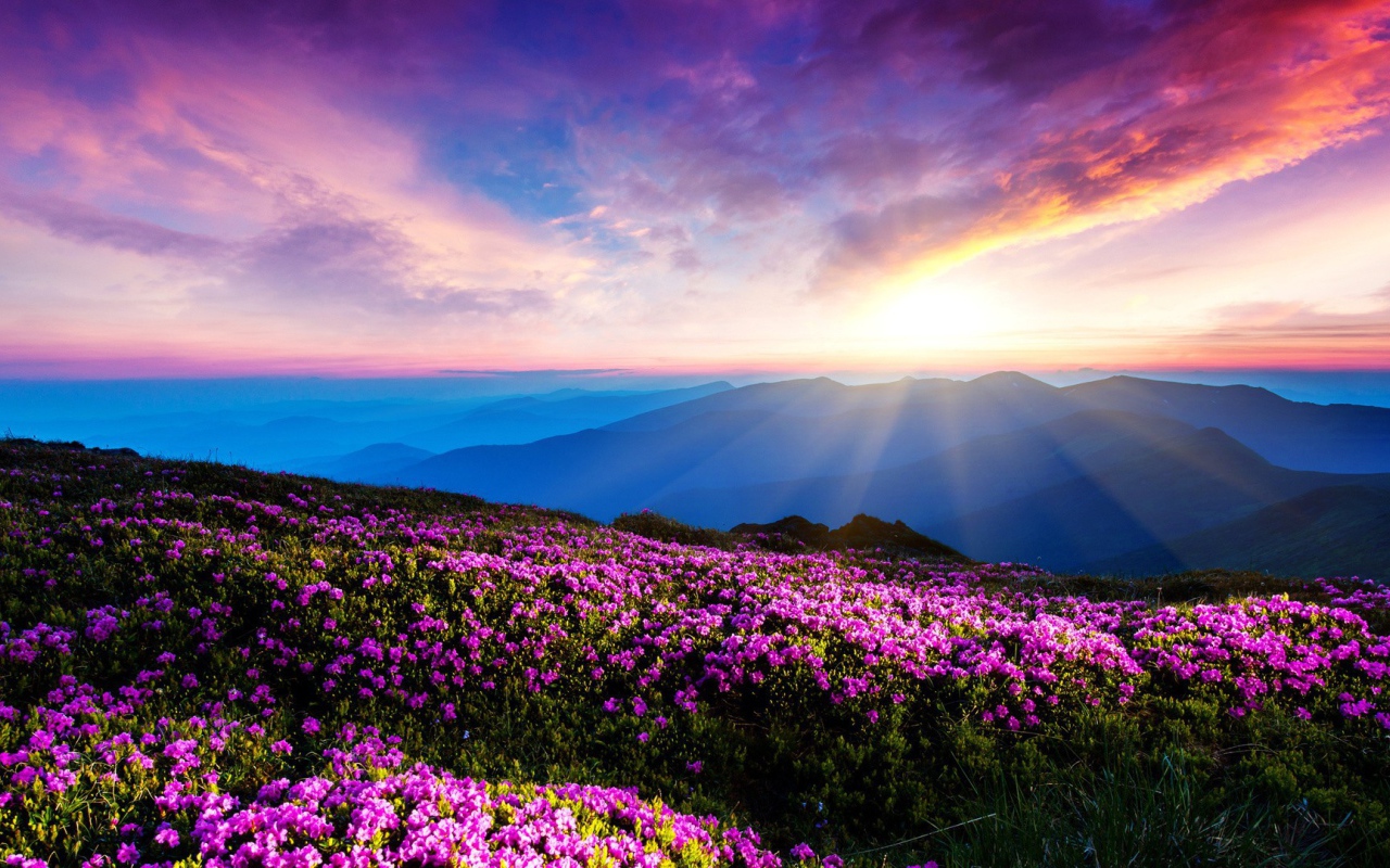 Цветущие горные склоны