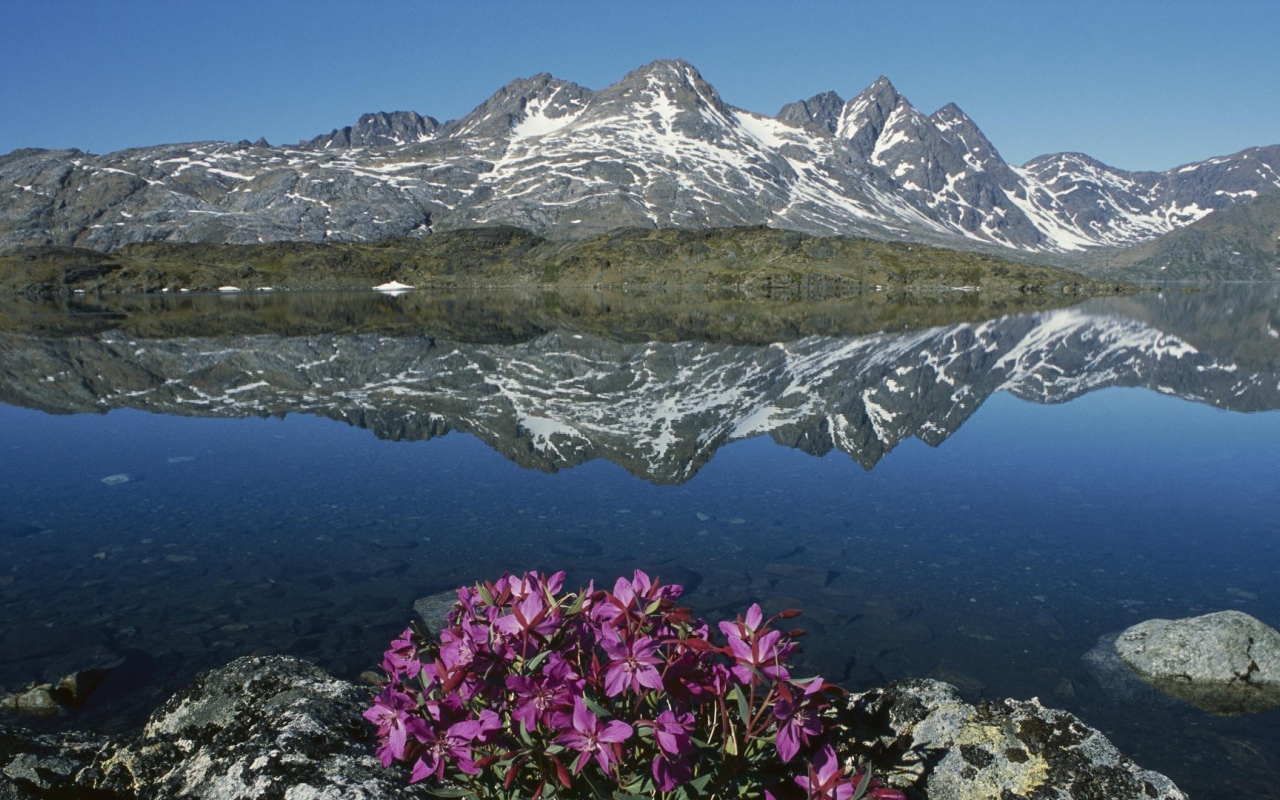 Цветы в горах у озера