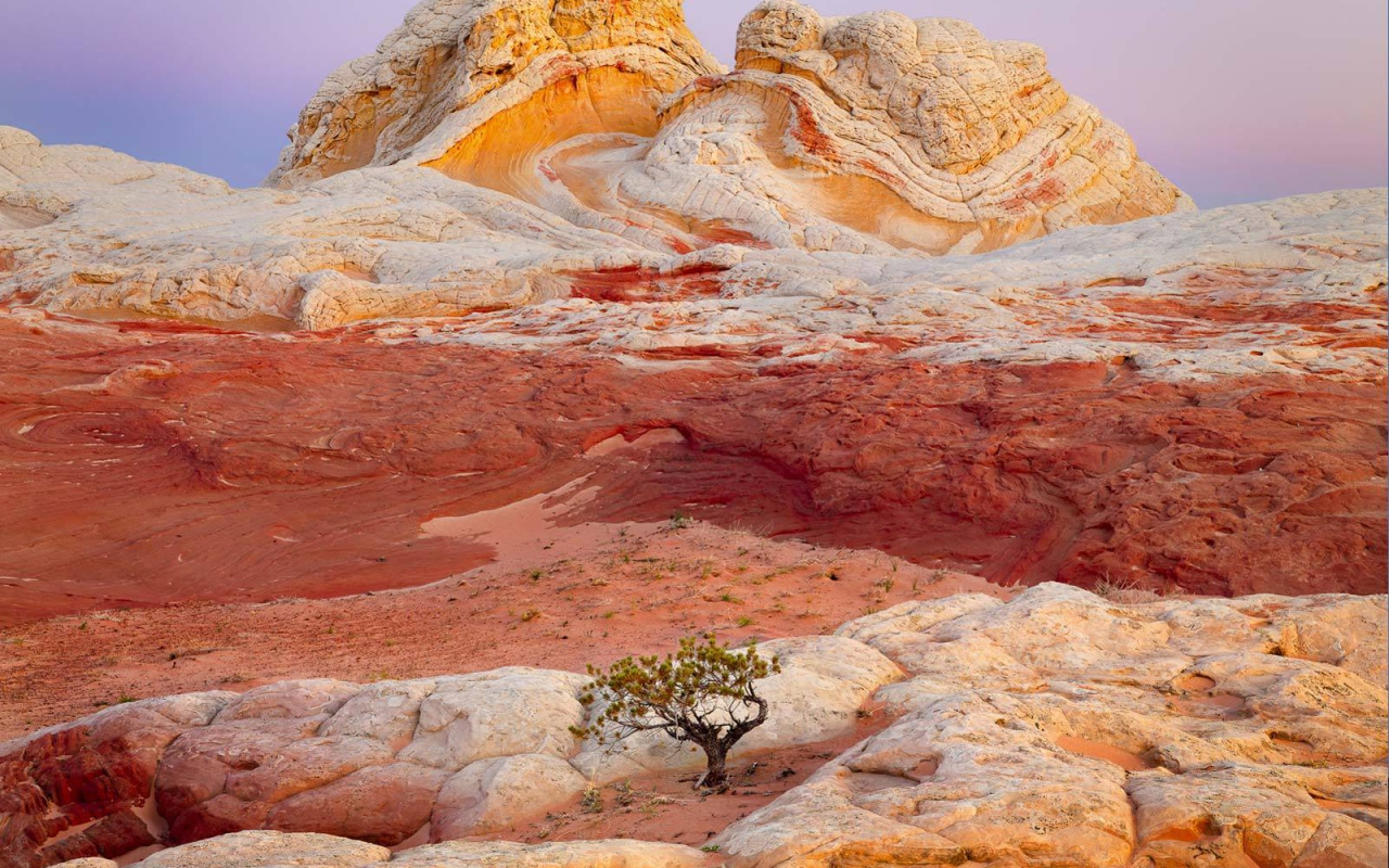 Одинокое дерево на разноцветных скалах