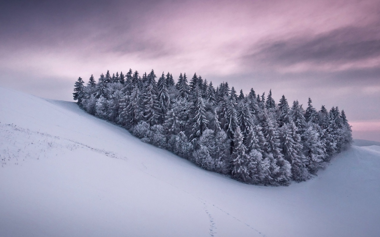 Роща из сосновых деревьев в горах
