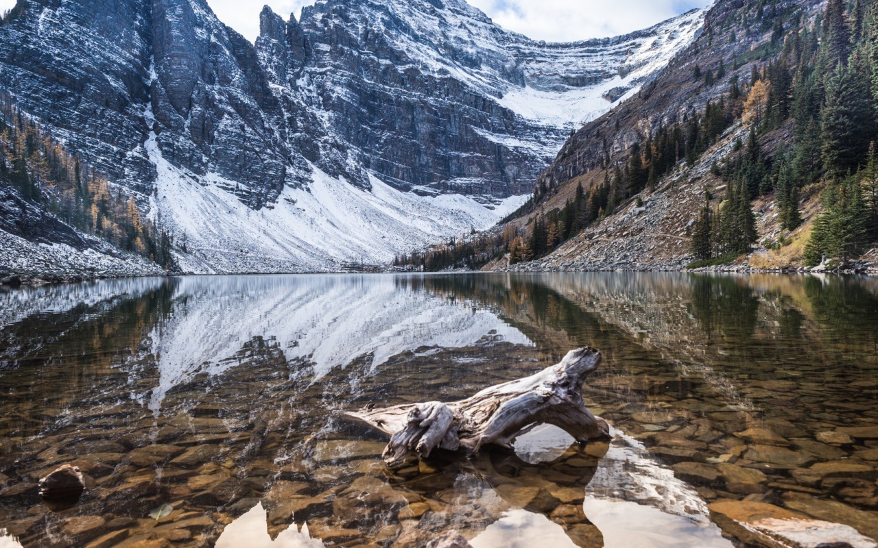 Остаток от дерева в воде горной реки
