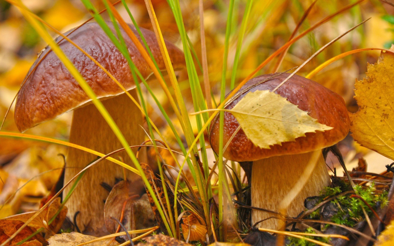 Пара белых грибочков
